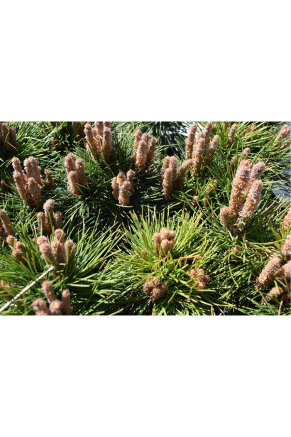 Сосна Брепо на штамбі хвоя